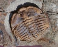 Ctenocephalus coronatus (Barrande, 1846)