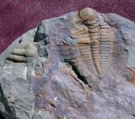 Hydrocephalus minor (BOECK 1827) & Rejkocephalus rotundatus. (Ba