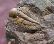 Hydrocephalus minor (BOECK 1827) & Rejkocephalus rotundatus. (Ba