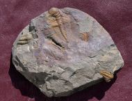 Hydrocephalus minor (BOECK 1827) & Rejkocephalus rotundatus. (Ba