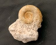 Choffatia isabellae BONNOT et al 2008