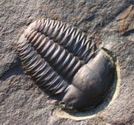 Ellipsocephalus hoffi (Schlotheim, 1823)