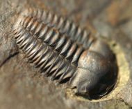 Ellipsocephalus hoffi (Schlotheim, 1823)