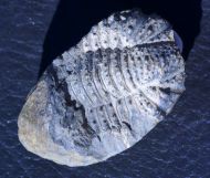 Acantopyge balliviani (Kizlowski, 1923)
