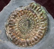 Caloceras johnstoni