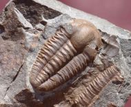 Ellipsocephalus hoffi (Schlotheim, 1823)