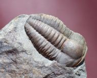 Ellipsocephalus hoffi (Schlotheim, 1823)