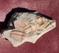 Ellipsocephalus hoffi (Schlotheim, 1823)