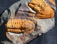 Agraulos ceticephalus (Barrande, 1846)