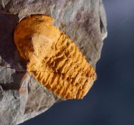 Agraulos ceticephalus (Barrande, 1846)