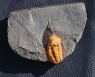 Agraulos ceticephalus (Barrande, 1846)