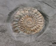 Caloceras johnstoni