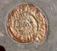 Caloceras johnstoni