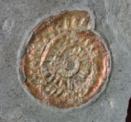 Caloceras johnstoni