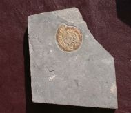 Caloceras johnstoni