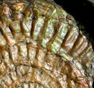 Caloceras johnstoni