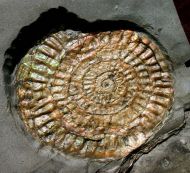 Caloceras johnstoni