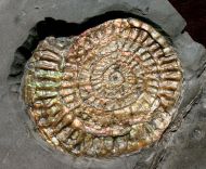 Caloceras johnstoni