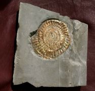 Caloceras johnstoni
