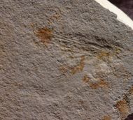 Hexagenites cellulosus HAGEN