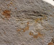 Hexagenites cellulosus HAGEN