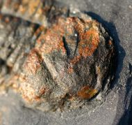 Pricyclopyge longicephala (Klouceck, 1916)