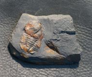 Pricyclopyge longicephala (Klouceck, 1916)