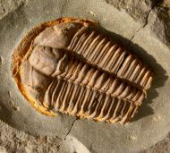 Ptychoparia dubinka Kordule, 2006