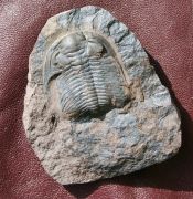 Eccaparadoxides pusillus