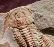 Estaingia bilobata (Pocock 1964)