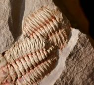 Estaingia bilobata (Pocock 1964)