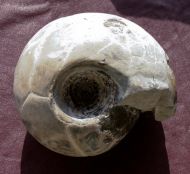 Cadoceras sublaeve  (SOWERBY)
