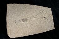 Mecochirus longimanatus SCHLOTHEIM, 1820