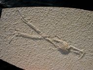 Mecochirus longimanatus SCHLOTHEIM, 1820