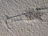 Mecochirus longimanatus SCHLOTHEIM, 1820