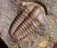 Ellipsocephalus hoffi (Schlotheim, 1823)