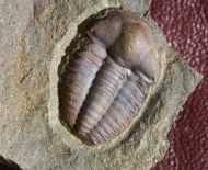 Ellipsocephalus hoffi (Schlotheim, 1823)