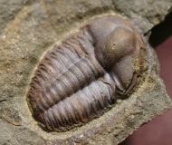 Ellipsocephalus hoffi (Schlotheim, 1823)