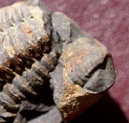 Colpocoryphe bohemica. (Vanek, 1965)