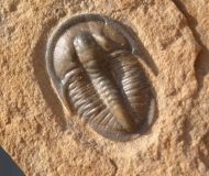 Cedaria minor & Tomagnostella exsculpta