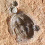 Cedaria minor & Tomagnostella exsculpta