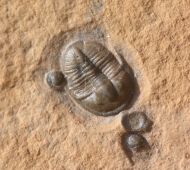 Cedaria minor & Tomagnostella exsculpta