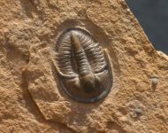 Cedaria minor & Tomagnostella exsculpta
