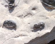 Elrathia kingii & Ptychagnostus atavus