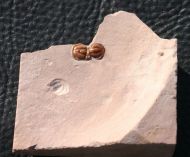 Peronopsis interstricta (WHITE, 1874)