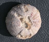 Heterodiadema lybicum (AGASSIZ & DESOR, 1846)