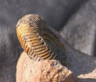 Parkinsonia sp.