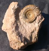 Parkinsonia sp.
