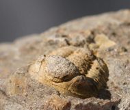 Gerastos catervus  (van Viersen, 2006)