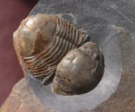 Panderia beumonti (Rouault, 1847)